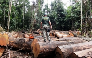 Desmatamento na Amazônia aumenta 212% em outubro
