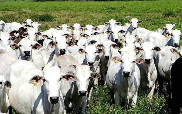Empresa ligada ao BTG Pactual lidera devastação no Pantanal, aponta Ibama
